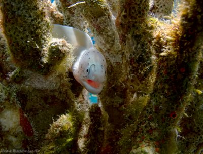 Geometric Moray