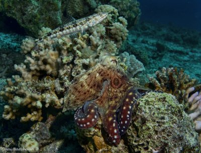 Octopus vulgaris and a Variegated lizardfish