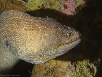 Yellowmouth Moray Eel with a cleaner shrimp