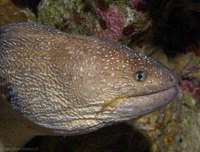 Yellowmouth Moray Eel with 2 cleaner shrimps