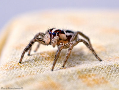 Jumper Spider (G12+Raynox 250)