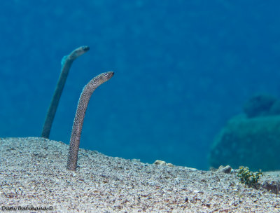 Garden eel  (Gorgasia sillneri )
