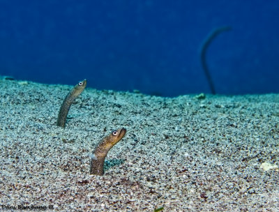 Garden eel  (Gorgasia sillneri )