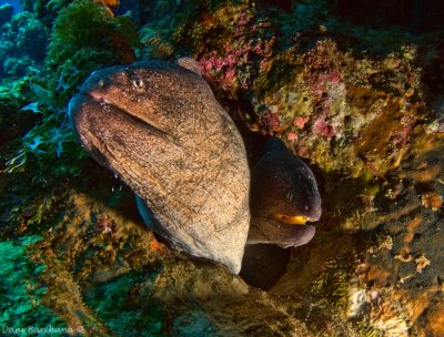 Yellow Mouthed Moray eel (couple)