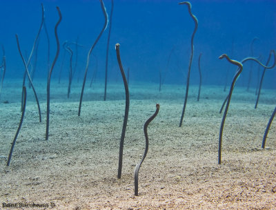 Garden eel  (Gorgasia sillneri )