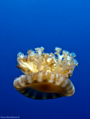 Cassiopea andromeda - Upside down Jellyfish