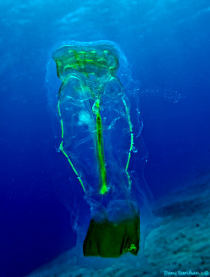 tunicate, Salpa maxima (Appendicularia)