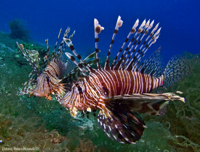 Lionfish (Pterois miles)