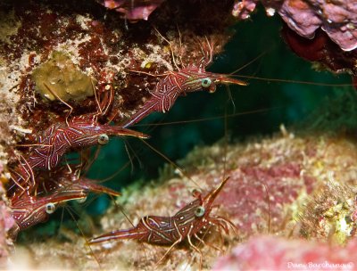 Dancer Shrimp