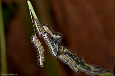 Caterpillars of Cabbage White (Pieris brassicae)