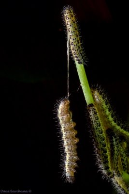 Caterpillars of Cabbage White (Pieris brassicae)