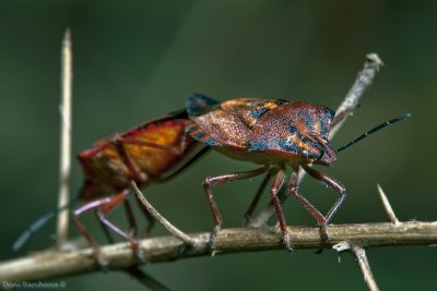 Shield_bug (Carpocoris mediterraneus)