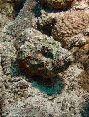 Devil scorpionfish (Scorpaenopsis diabolus)