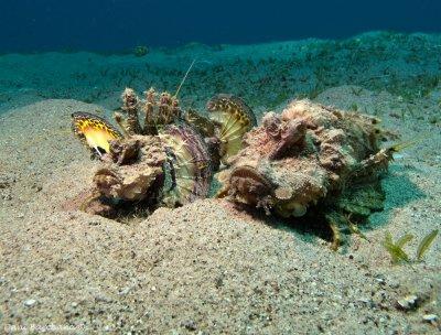 Two-stick stingfish (Inimicus filamentosus) in Courtship