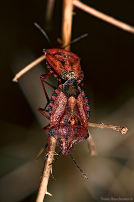 Shield Bug (Carpocoris mediterraneus) maiting