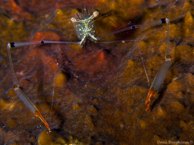 Long arm shrimp -  Cuapetes tenuipes