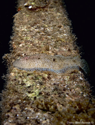Leopard flounder (Bothus pantherinus )