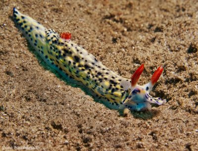 Hypselodoris infucata, Red Sea