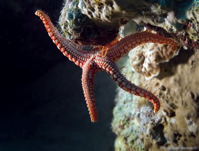 Red Tile Starfish, Necklace Starfish - Fromia monilis