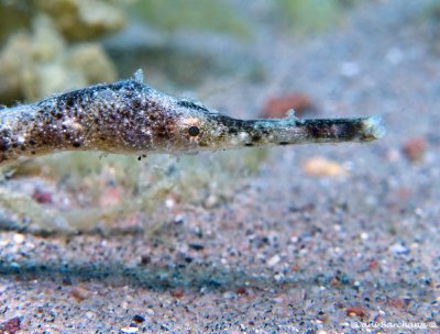 Alligator pipefish, Syngnathoides biaculeatus 