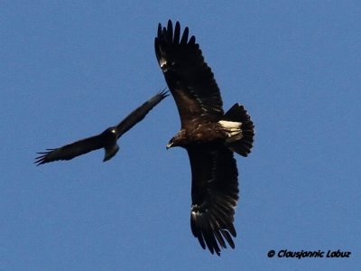 Greater Spotted Eagle / Stor Skrigern (Tnn) - Stigsns 1. okt. 2011