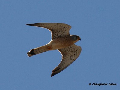 Lesser Kestrel / Lille Tårnfalk