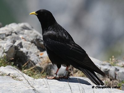 Alpine Chough / Alpeallike