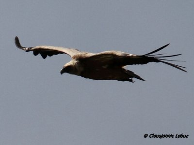 Griffon Vulture / Gsegrib