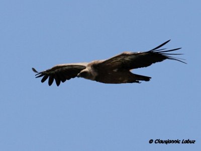 Griffon Vulture / Gsegrib