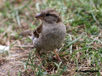 House Sparrow / Grspurv