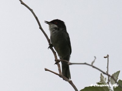 Sardinian Warbler / Sorthovedet sanger