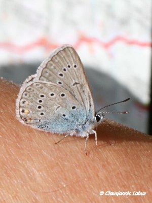 Amandas Blue