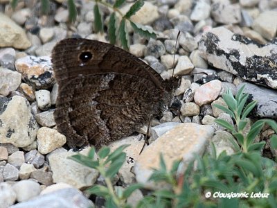 Satyrus actaea / Black Satyr