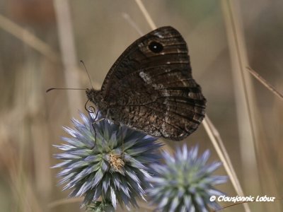 Satyrus actaea / Black Satyr