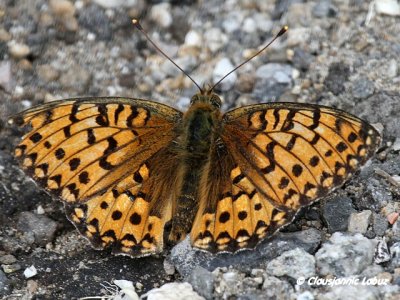 Fabriciana niobe / Niobe Fritillary / Klitperlemorssommerfugl