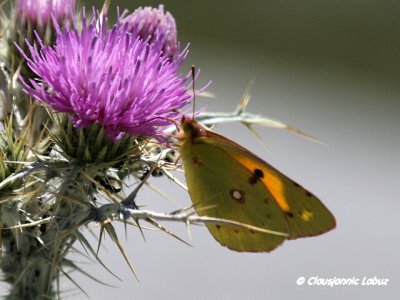 Colias croceus / Clouded Yellow / Orange høsommerfugl