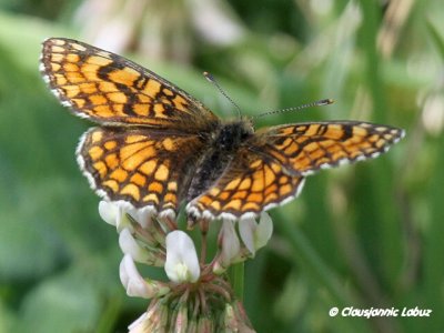 Melitaea deione / Provental fritillary