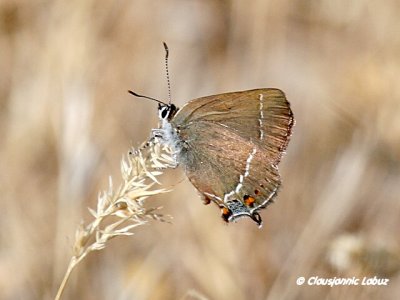 Satyrium spini / Blue-spot Hairstreak