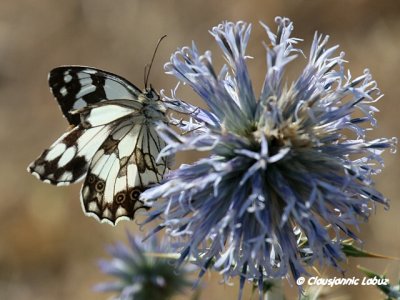 Melanargia lachesis / Spansk-Skakbrætsommerfugl