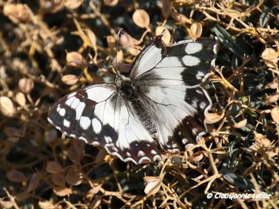 Melanargia lachesis / Spansk-Skakbrætsommerfugl