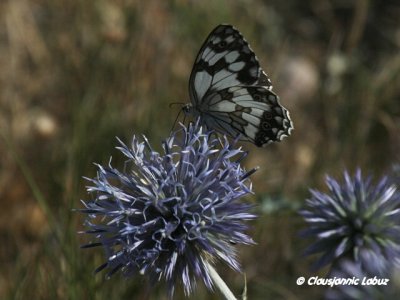 Melanargia lachesis / Spansk-Skakbrætsommerfugl