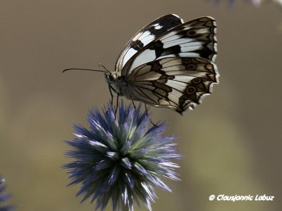 Melanargia lachesis / Spansk-Skakbrætsommerfugl