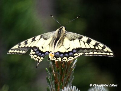 Papilio machaon / Swallowtail / Svalehale