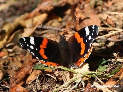 Red Admiral / Admiral - Vanessa atalanta