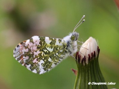 Anthocaris cardamines/Orange Tip/Aurora