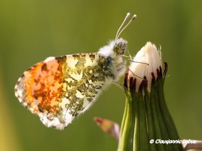 Anthocaris cardamines/Orange Tip/Aurora