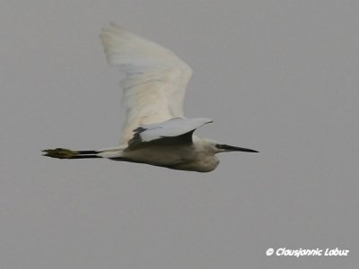 Little egret / Silkehejre