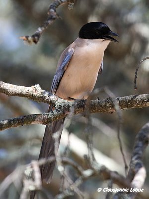 Azurewinged magpie / Blskade