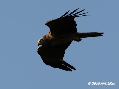 Black kite / Sort glente