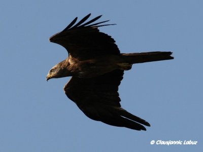 Black kite / Sort glente